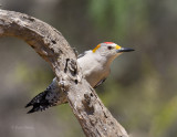 Golden Fronted Woodpecker-5.jpg