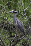 Yellow-crowned7202.jpg