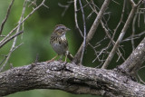 Lincoln Sparrow7232.jpg
