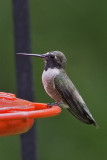 Black-chinned7311.jpg