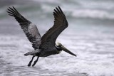 Brown Pelican7441.jpg