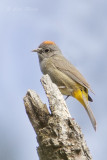 Colima Warbler8802.jpg