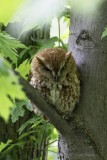 E ScreechOwl7676.jpg