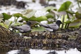 BlackTerns7623.jpg