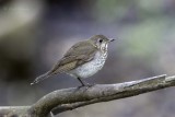 Gray-cheekedThrush7711.jpg