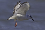 BonapartesGull8860.jpg