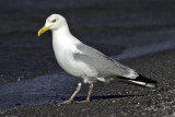 HerringGull8891.jpg