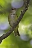 Yellow Green Vireo9018.jpg