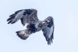 Rough-legged-Hawk9165.jpg