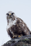 Rough-legged Hawk9130.jpg