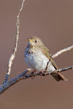 Gray-cheeked-ThrushG0165.jpg
