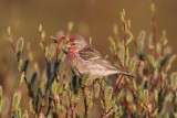 Common-Redpoll1248.jpg