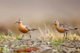 Redknot1660.jpg