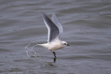 Rosss Gull9751.jpg