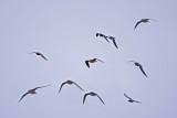 Flight of Rosss Gulls.jpg