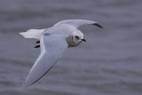 Rosss Gull 9743.jpg