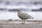 Glaucous-1st Winter.jpg