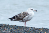 Great-Black-backed9087151008-Edit.jpg