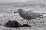 Juv Glaucous and whale blubber.jpg