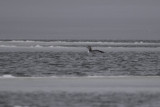 Distant Yellow-billed Loon.jpg