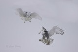 Snowy Face off.jpg