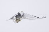Snowy Owl 0240.jpg