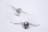 Snowy Owls 0235.jpg