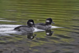Buffleheads 0177.jpg