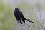 Smooth-billed Ani 1012.jpg