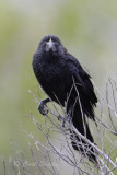 Smooth-billed Ani 1053.jpg