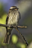 Variegated Flycatcher 0507.jpg
