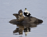 Common Eider-1.jpg