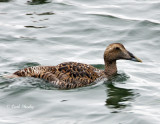 Common Eider-2.jpg