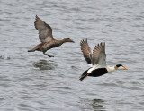 Common Eider pair.jpg