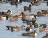 Eurasian Wigeon-2.jpg