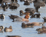 Eurasian Wigeon.jpg
