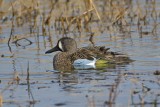 Blue-winged Teal 4520.tif
