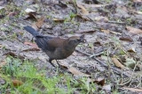 Rusty Blackbird-3.jpg