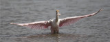 Roseate Spoonbill1406.jpg