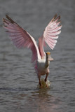Roseate Spoonbill-11.jpg