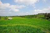 Jatiluwih Rice Terraces D700b_01346 copy.jpg