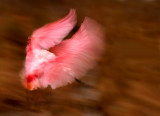 Pink swoosh