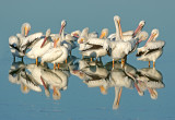 Group Preen