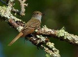 Great Crested Flycatcher