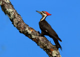 Ms. Pileated