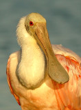 Portrait in golden morning light