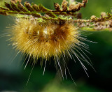  Yellow Caterpillar