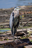 Blue Heron