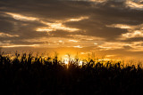 Harvest Sunset - Newark Illinois