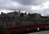 Visitors organised into ranks just like the poppies and the people they represent.